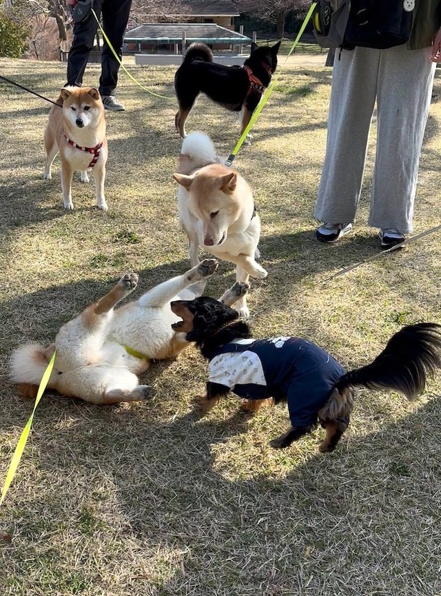 柴友さんの「ていっ！」を得意の「受け身」でかわす会長くん（中央）（画像提供：会長さん）