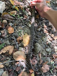 よろたむさんはヘビの扱いに慣れています。危険なので絶対にマネをしないでください（画像提供：よろたむさん）