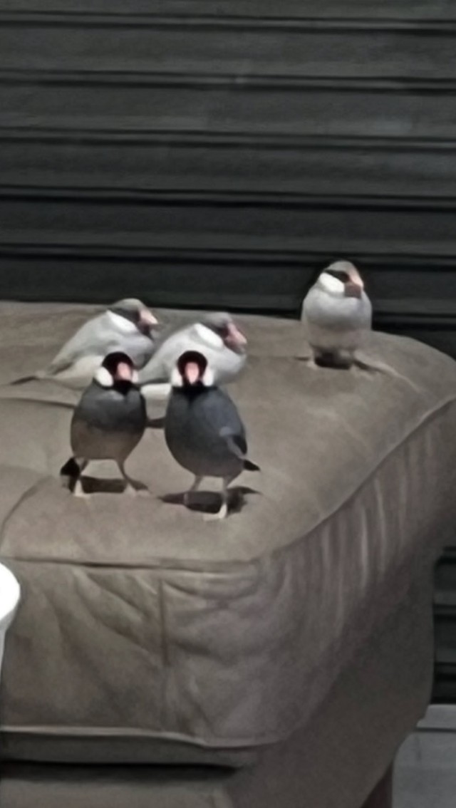 こんなところにも文鳥が！（しらたまさん提供）