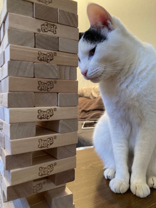 ジェンがガ倒れた瞬間の猫さんの表情がXで話題に①（こげめさん提供）