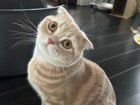 待望していた猫との暮らし　運命的な出会いを感じたスコティッシュフォールド「ロイ」