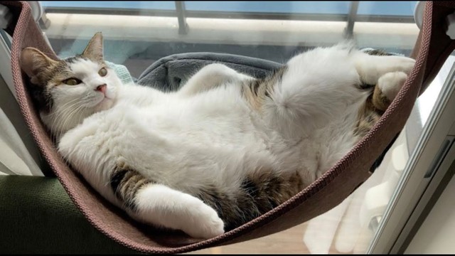 窓辺でくつろぐえんちゃん。お腹を見せて超リラックスです