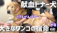命を繋ぐ「献血犬ドナー登録」を知ってますか？（動画からキャプチャー／提供：れつれつゴールデンレトリバーさん）