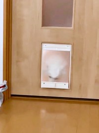 後退りして引っ込み、顔をブルブルさせるスノちゃん（画像提供：いのさん）