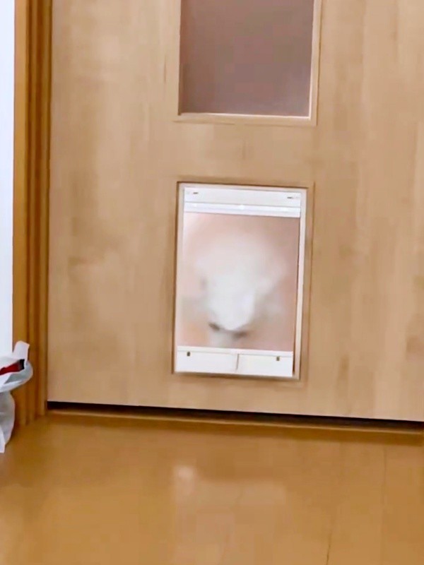 後退りして引っ込み、顔をブルブルさせるスノちゃん（画像提供：いのさん）