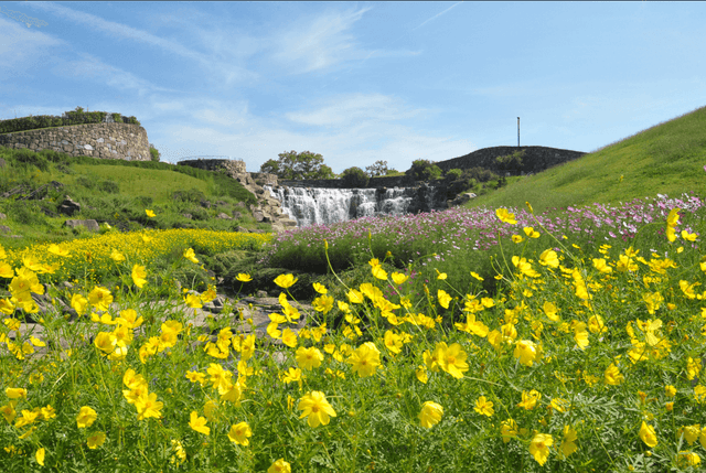 キバナコスモスの様子　提供：国営讃岐まんのう公園