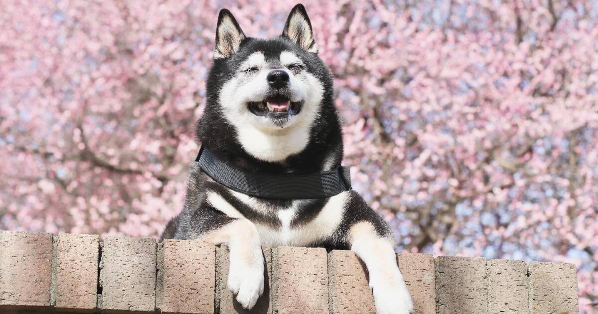 走れなくなってもジャンプができなくなっても まったり過ごす柴犬 蓮 犬 猫との幸せな暮らしのためのペット情報サイト Sippo