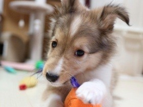 大物になりそう！？　先輩犬たちもお手上げになるほど元気なシェルティ「ティエラ」