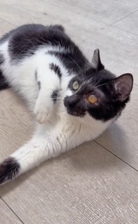 最近はごろんと転がることが増えたとか…明るく元気なよしのちゃんです（かごねこさん提供、Instagramよりキャプチャ撮影）