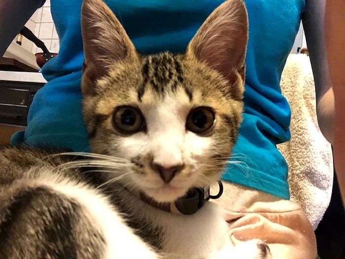 譲渡前、しっかりしたお顔になりました