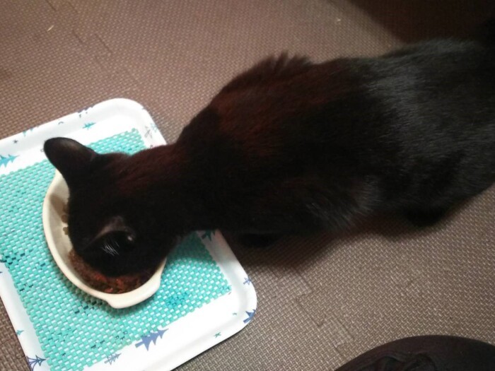 なにはともあれ、ごはんはもりもり食べた