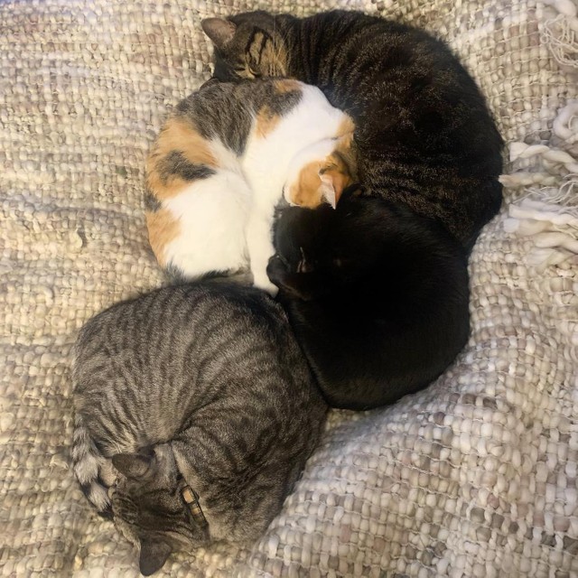 K家の猫さん大集合！4匹はチビくんを中心にとても仲良しです