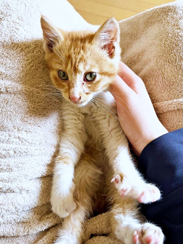 生後2カ月、飼い主さんのおうちに迎えられた縁くん（画像提供：【かんざき屋】じゃきちゃんさん）