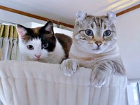 同居猫とハンモックでくつろぐつくねくん（画像提供：べじたりあん。さん）