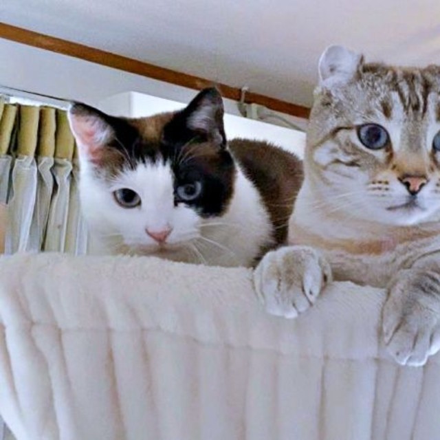 同居猫とハンモックでくつろぐつくねくん（画像提供：べじたりあん。さん）