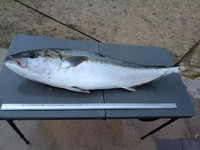 約14kg・130cmの大物！／Oi Ryojiさん（@ryoji.oi）提供