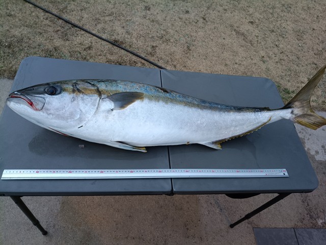 約14kg・130cmの大物！／Oi Ryojiさん（@ryoji.oi）提供