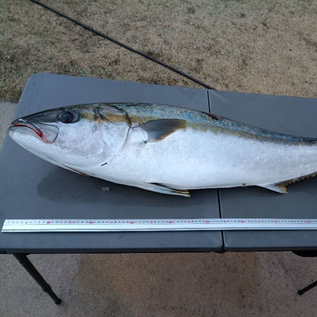 約14kg・130cmの大物！／Oi Ryojiさん（@ryoji.oi）提供