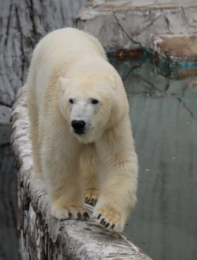 プールの縁を颯爽と。モートにもたっぷり水が入り「２段重ね」（2023.3 東山動植物園）