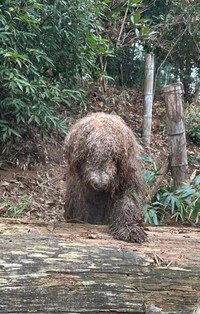 ヌッと現れた謎の生き物＝大型犬カフェGRAND MOU《ぐらんむー》さん（@GrandMou_）提供