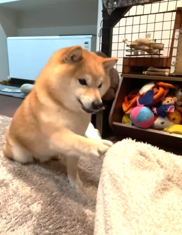 飼い主さんの肘をチョイチョイしておやつをおねだりをする柴犬さんが話題に（豆柴ソラさん提供、Instagramよりキャプチャ撮影）