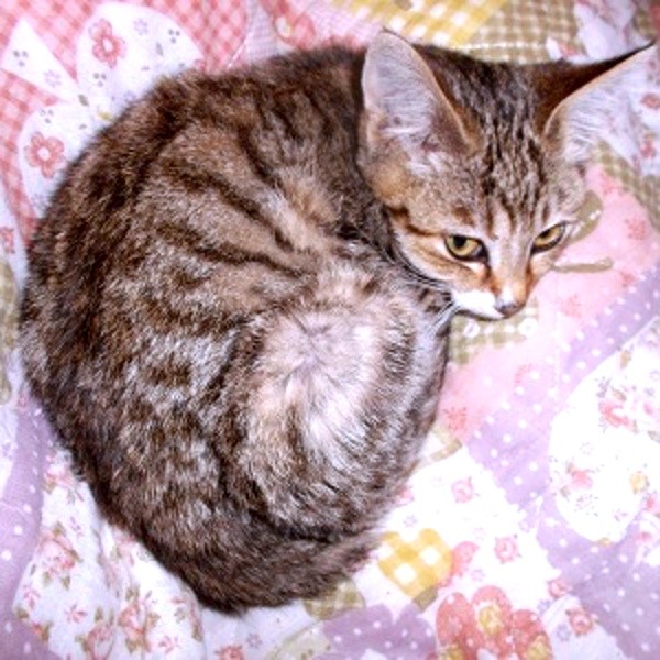 お迎え当初、丸まって眠るゆずちゃん（画像提供：バニラさん）