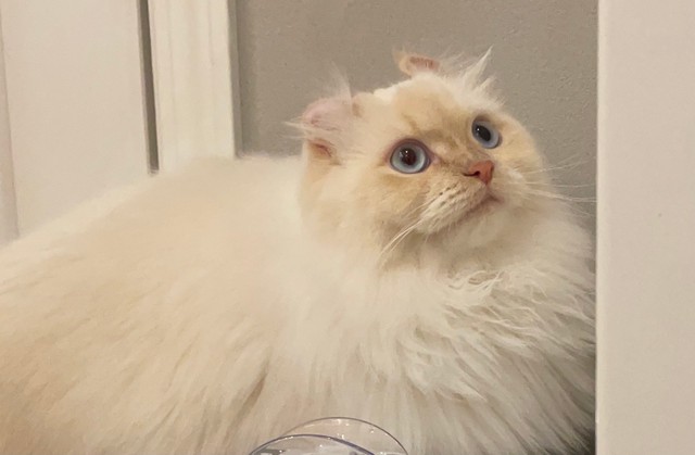 普段のおこめちゃんは、モフモフ猫ちゃん！（提供写真）