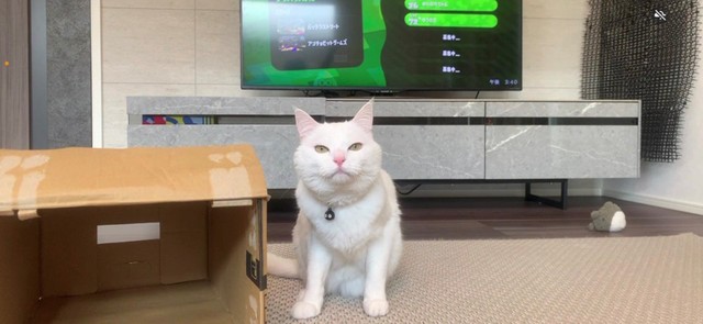 こららも、飼い主さんの友だちがビデオ通話しながらゲームしてるときにスクショしたというハク様（ハク様の飼い主さん提供）
