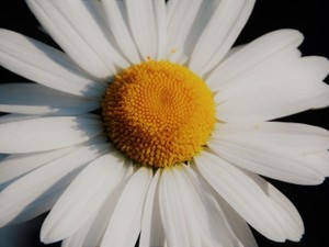 優しい彼からのプロポーズを断った。こんな私が幸せになって良いのかな