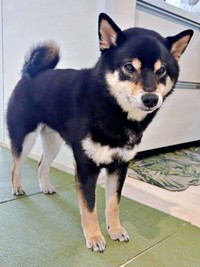 「いってらっしゃい」 お見送りする伊織くん（画像提供：まさかずさん）