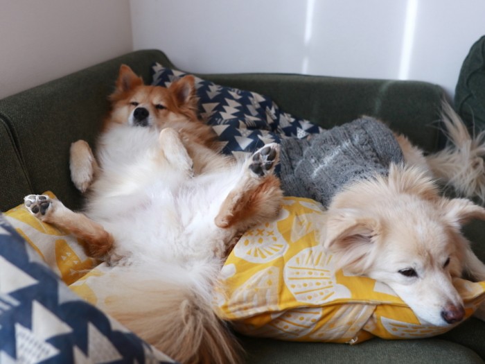 警戒心の有無が良く分かる姿