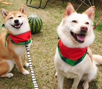 いとこワンコ・ニコちゃんと一緒に