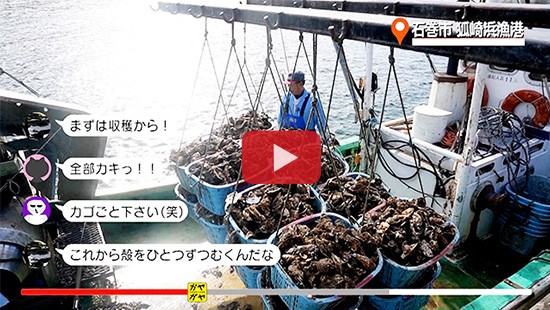 #430石巻市 狐崎浜漁港 カキ編②