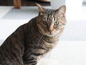 事故で足２本を失った猫「福多朗」　それでもキラキラ輝く生命力