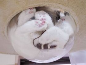 おもちゃはどこ？　勢い余ってこんな姿になった猫さん〈sippoおもしろ写真〉