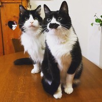 先住猫の風太くんと珍しくツーショット