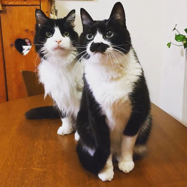 先住猫の風太くんと珍しくツーショット