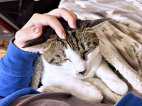 飼い主さんのお腹の上で眠るかぢめくん（画像提供：かさねさん）