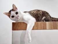 カメラを見つめるマルちゃん（画像提供：越南猫の日本暮らしさん）