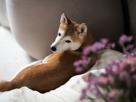 愛犬を病気にしてしまったのは私　罪悪感と自責の念を抱え、治療に向き合った１年半