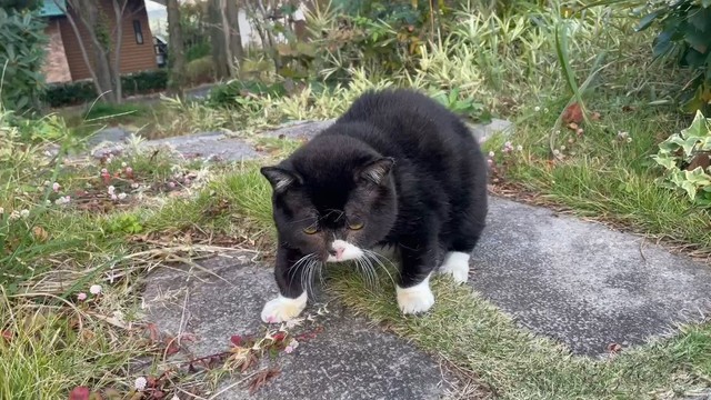 熊の木彫り風のもんたくん（画像提供:もんたの日常さん）