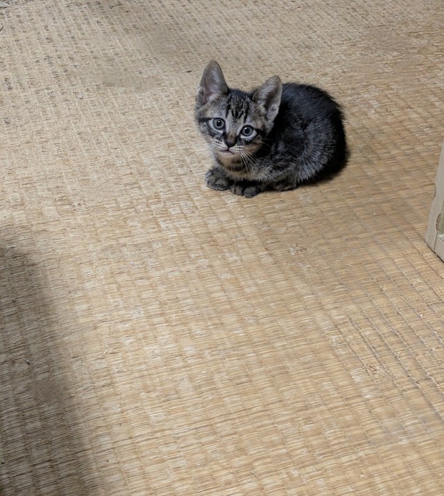 晩酌をじっと見つめるちっこい猫さん（popncatさん提供）