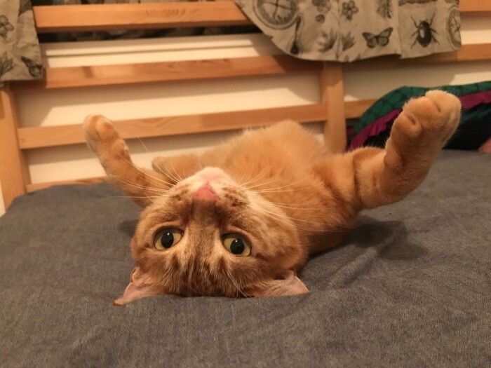 トラちゃんはパパとママが食事にいった店の駐車場にいて、車のドアを開けたら入ってきた。以来４年、大事な箱入り娘（山下さん提供）