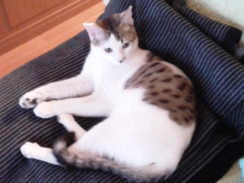 家にきたころの「しょう」