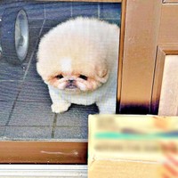 「気づかなかった」  荷物を前に呆然と立ち尽くす勝造くん（画像提供：さくちゃん）