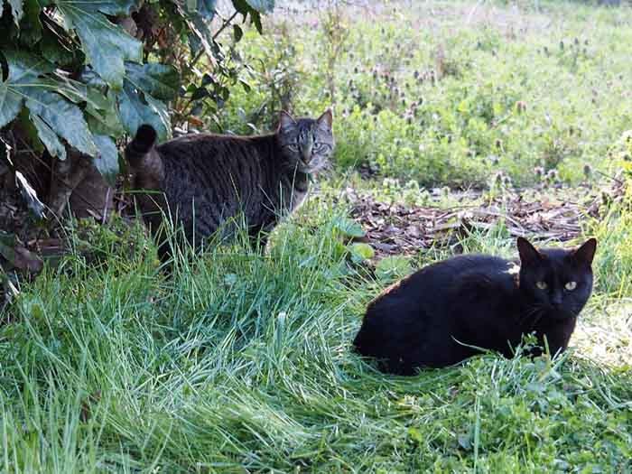 女子としてはたくましい印象のショコラ