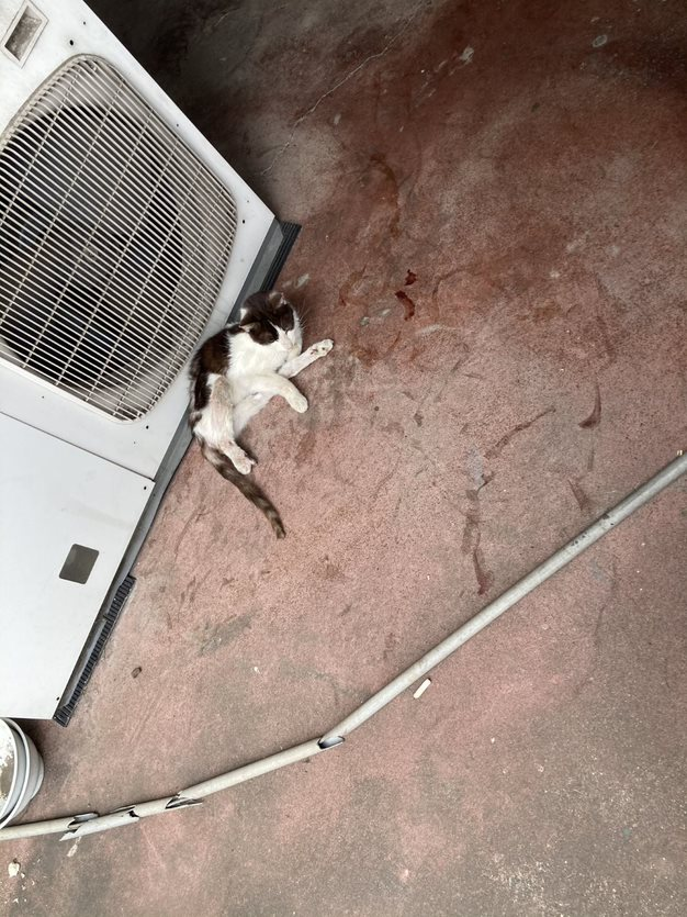 発見時の痛々しい様子