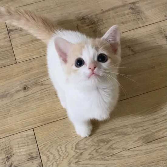 家にきたころの「ひまわり」