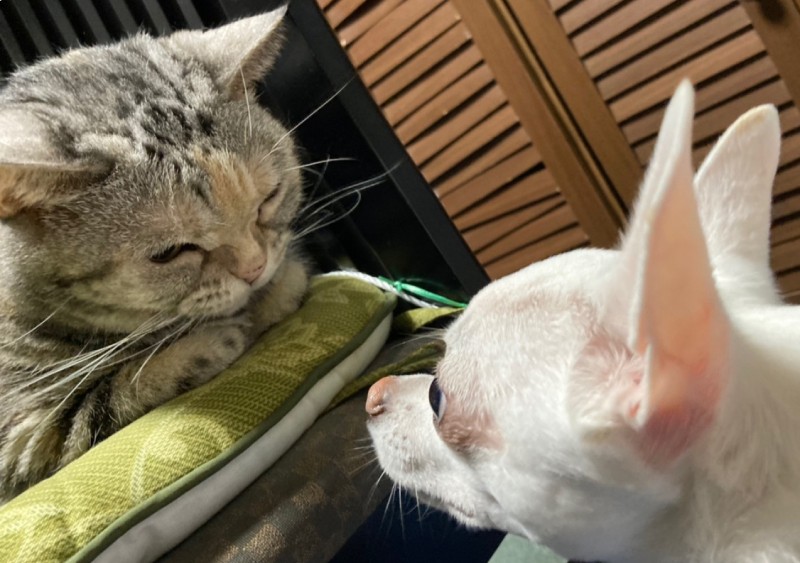 実家の猫とご対面（森廣さん提供）