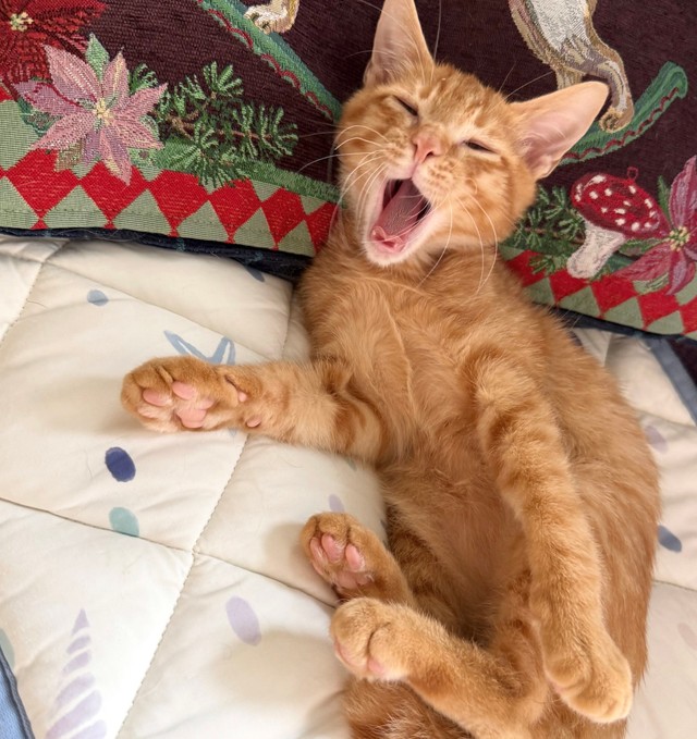 もうノラ猫にはなりたくなーい！リラックスするみぞれくん（提供：いさまめfamilyさん）